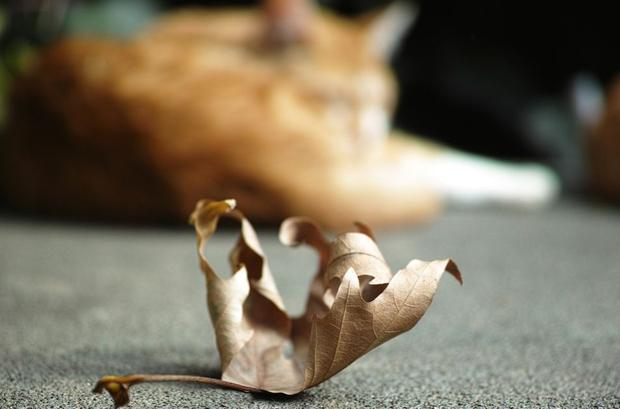 muere mascota en casa